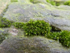 Orthotrichum diaphanum