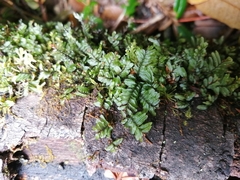 Hymenophyllum caespitosum