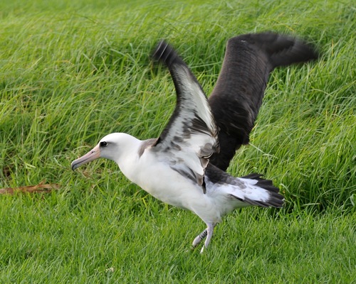 Laysan Albatross