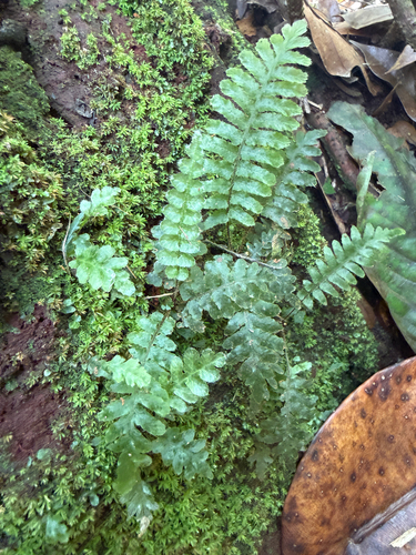 Trichomanes crispum observed 2026-04-04