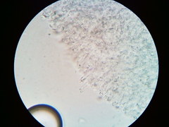Mycena aprilis