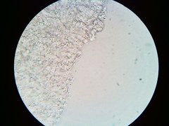 Mycena aprilis