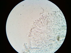 Mycena aprilis