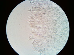 Mycena aprilis