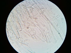 Mycena aprilis