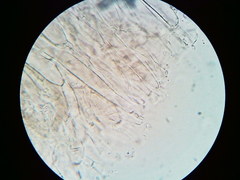 Mycena aprilis