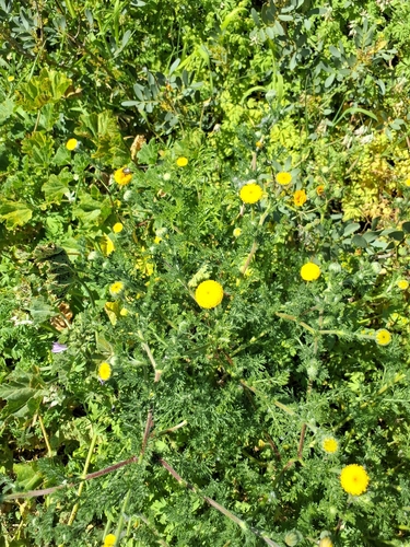 Valentine's Sunflower (Anacyclus valentinus)