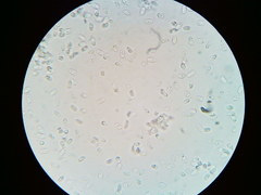 Mycena aprilis