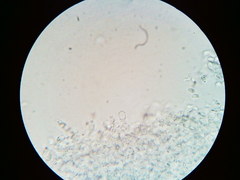 Mycena aprilis