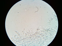 Mycena aprilis