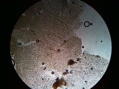 Mycena aprilis