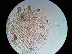 Mycena aprilis