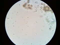 Mycena aprilis