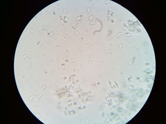 Mycena aprilis