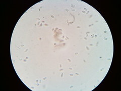 Mycena aprilis