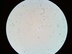 Mycena aprilis