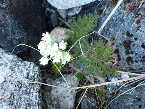 Haast's Carrot (Anisotome haastii)