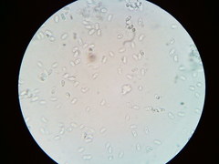 Mycena aprilis