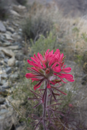 Desert Paintbrush