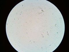 Mycena aprilis