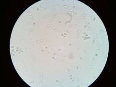 Mycena aprilis