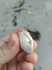Dosinia exoleta