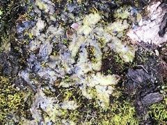 Pallavicinia