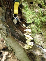 Hypholoma subviride
