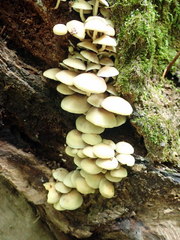 Hypholoma subviride
