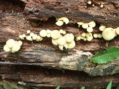 Hypholoma subviride