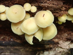 Hypholoma subviride