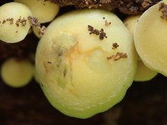 Hypholoma subviride