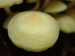 Hypholoma subviride