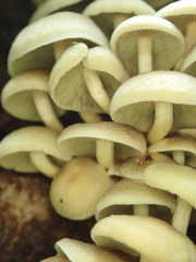 Hypholoma subviride