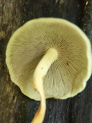 Hypholoma subviride