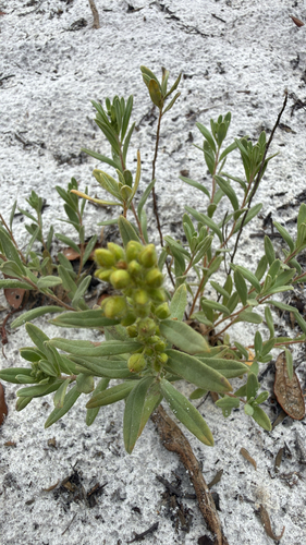 Florida Scrub Frostweed (Crocanthemum nashii)