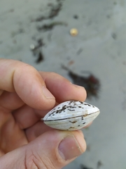 Dosinia exoleta