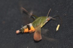 Atemnora westermannii