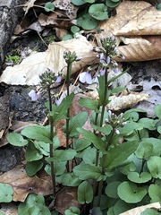 Cardamine douglassii