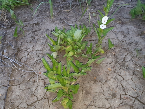 Ipomoea lapathifolia image