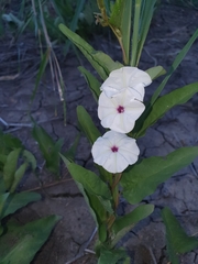 Ipomoea lapathifolia image