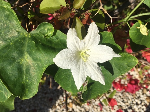 Ivy gourd (Coccinia grandis)
