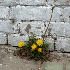 Taraxacum officinale