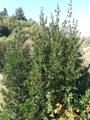 Boldo (Peumus boldus)