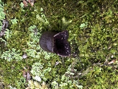 Hexastylis virginica