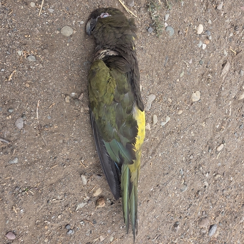 Burrowing Parakeet
