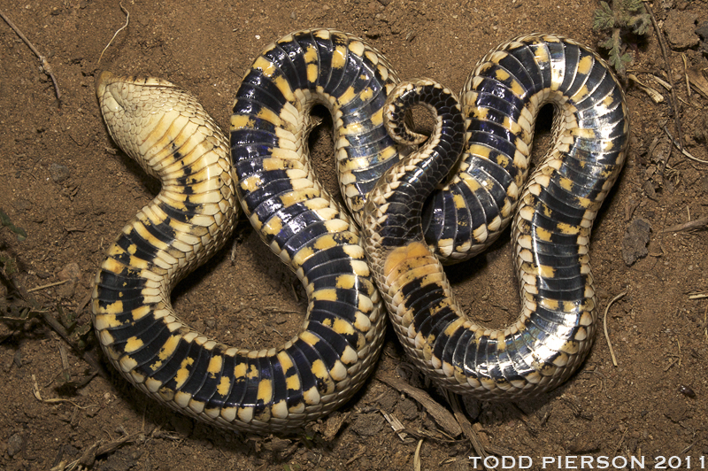 Plains Hognose Snake Pictures - AZ Animals