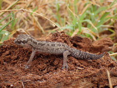 Pachydactylus maculatus