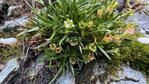 Colobanthus quitensis observed 2026-03-31
