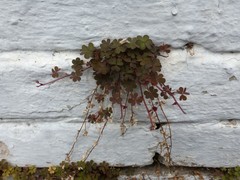 Oxalis corniculata